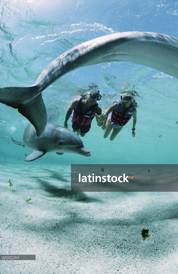 Delfín mular (Tursiops truncatus) de natación con dos buzos, Dolphin Quest Learning Center, Hyatt Wa