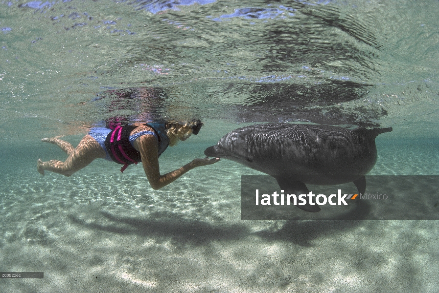 Delfín mular (Tursiops truncatus) con hembra snorkeler, Dolphin Quest Learning Center, Hawaii