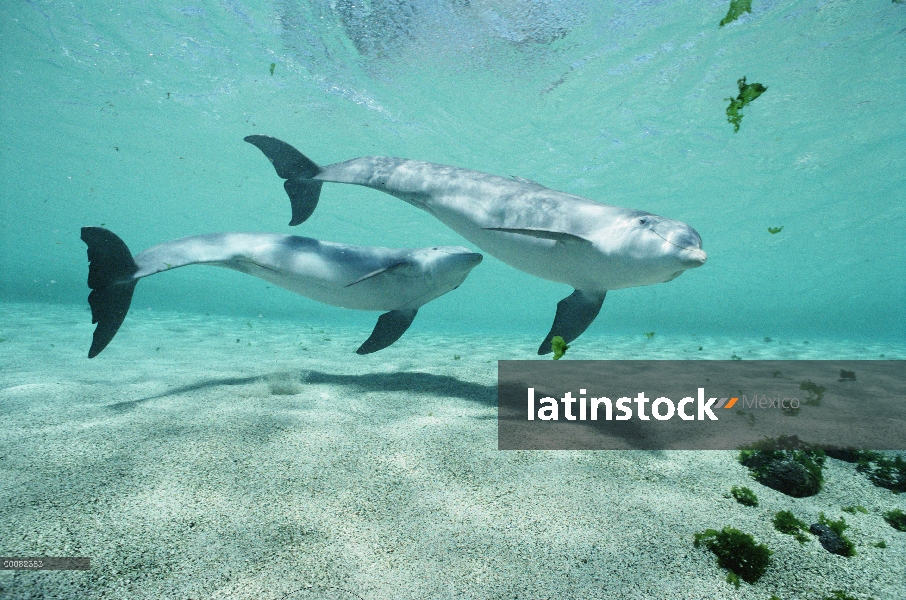 Par de delfines (Tursiops truncatus) de mulares, Dolphin Quest, Waikoloa Hyatt, Hawaii