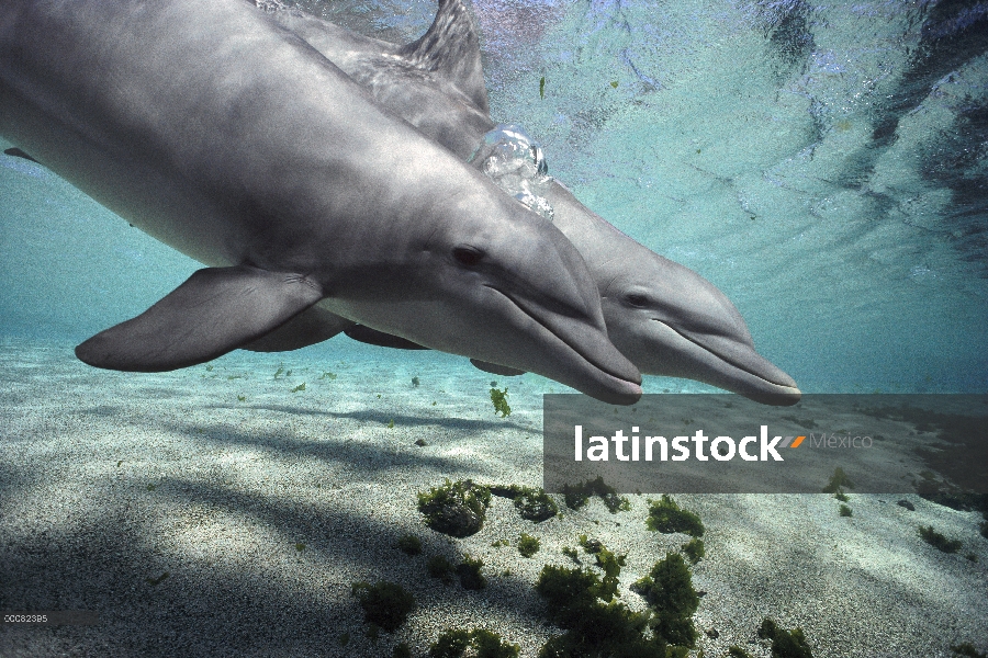 Par de delfines (Tursiops truncatus) de mulares, Hawaii