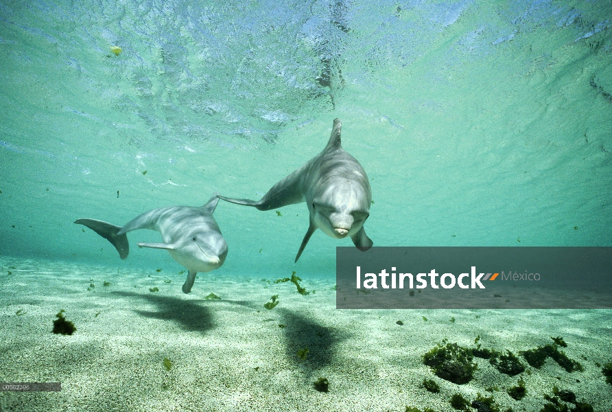 Bajo el agua, par de tonina Delfín (Tursiops truncatus) Hawaii