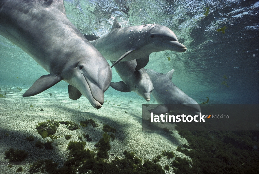 Pod de tonina Delfín (Tursiops truncatus), Hawaii