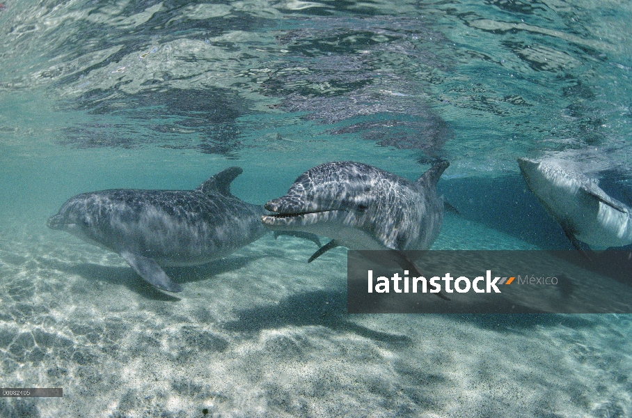 Búsqueda delfín submarino, mular Delfín (Tursiops truncatus) trío, Hyatt Waikoloa, Hawai