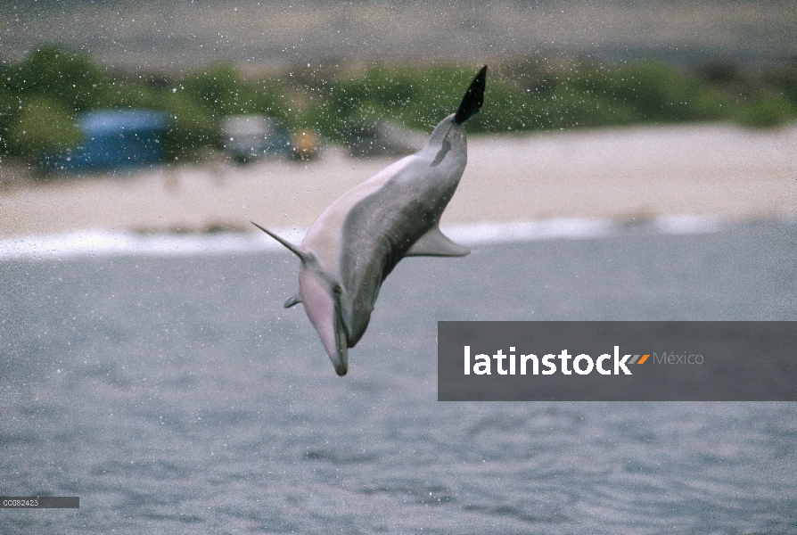 Spinner delfines (Stenella longirostris) salto, Hawaii