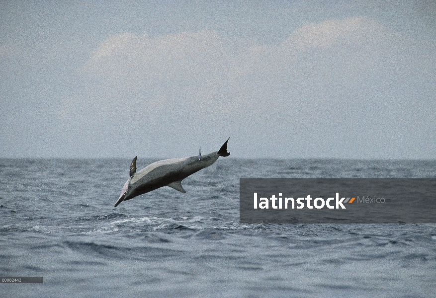 Delfín del hilandero (Stenella longirostris) con Remora (remora Remora) Unido, Hawaii