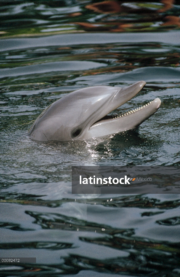 Retrato de tonina Delfín (Tursiops truncatus), Hawaii