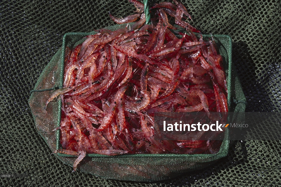 Krill antártico (Euphausia superba) un pequeño crustáceo camarón-como crítico a la cadena alimentici