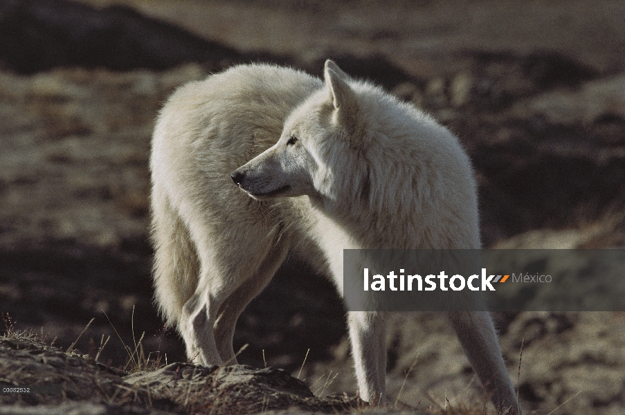 Lobo Ártico (Canis lupus), isla de Ellesmere, Nunavut, Canadá