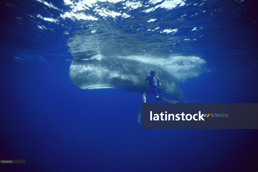 Cachalote (Physeter macrocephalus) filmado por buzo Rick Rosenthal con la BBC, Dominica