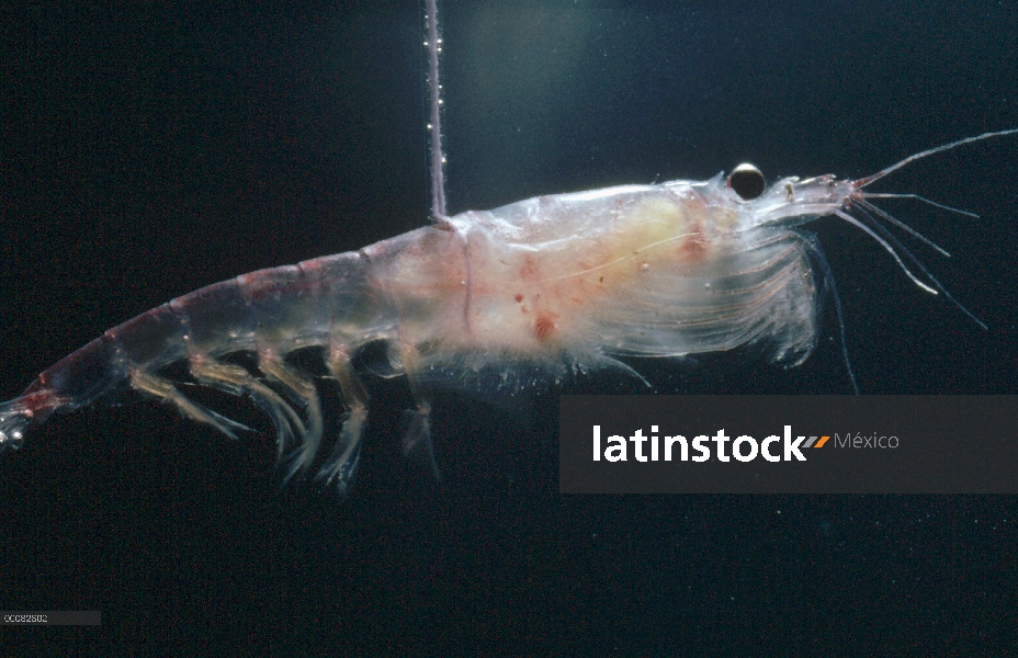 Krill antártico (Euphausia superba) es de un pequeño crustáceo camarón-como el zooplancton más impor