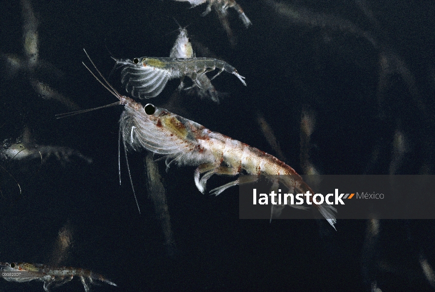 Crustáceo Krill antártico (Euphausia superba), Antártida