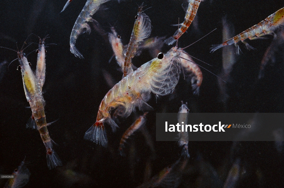 Masa de Krill antártico (Euphausia superba), Antártida