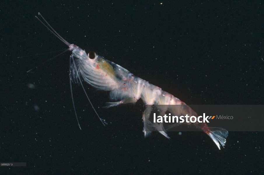 Krill antártico (Euphausia superba) es de un pequeño crustáceo camarón-como el zooplancton más impor