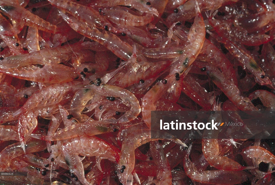 Pila de Krill antártico (Euphausia superba), Antártida