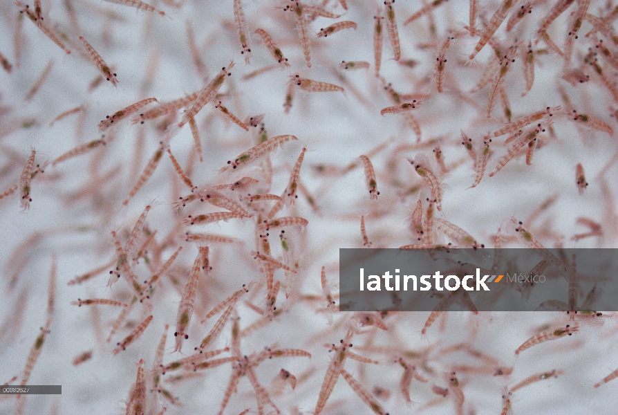 Krill antártico (Euphausia superba) escolaridad bajo el agua, este pequeño crustáceo camarón-como es