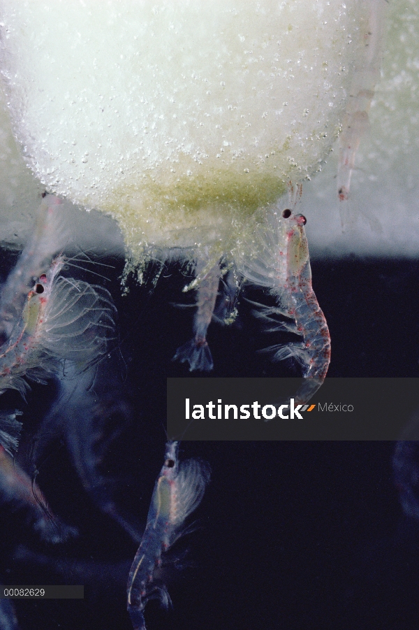 Krill antártico (Euphausia superba) alimentándose de algas, un pequeño crustáceo camarón-como es el 