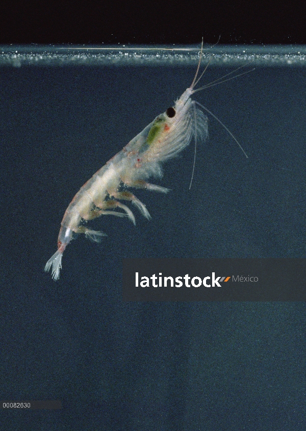 Krill antártico (Euphausia superba) es de un pequeño crustáceo camarón-como el zooplancton más impor