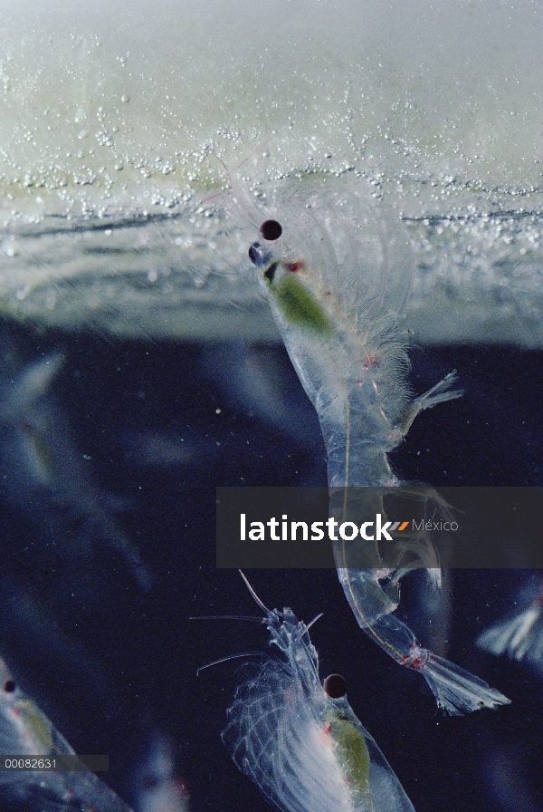 Krill antártico (Euphausia superba) alimentándose de algas cubierto de hielo, un pequeño crustáceo c