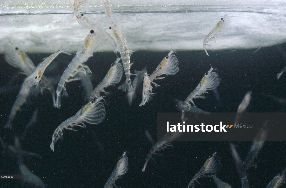 Masa de Krill antártico (Euphausia superba) alimentándose de algas en la parte inferior del hielo, A