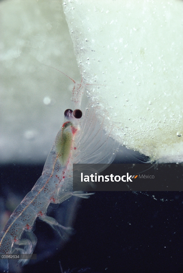 Krill antártico (Euphausia superba) alimentándose de algas cubierto de hielo, un pequeño crustáceo c