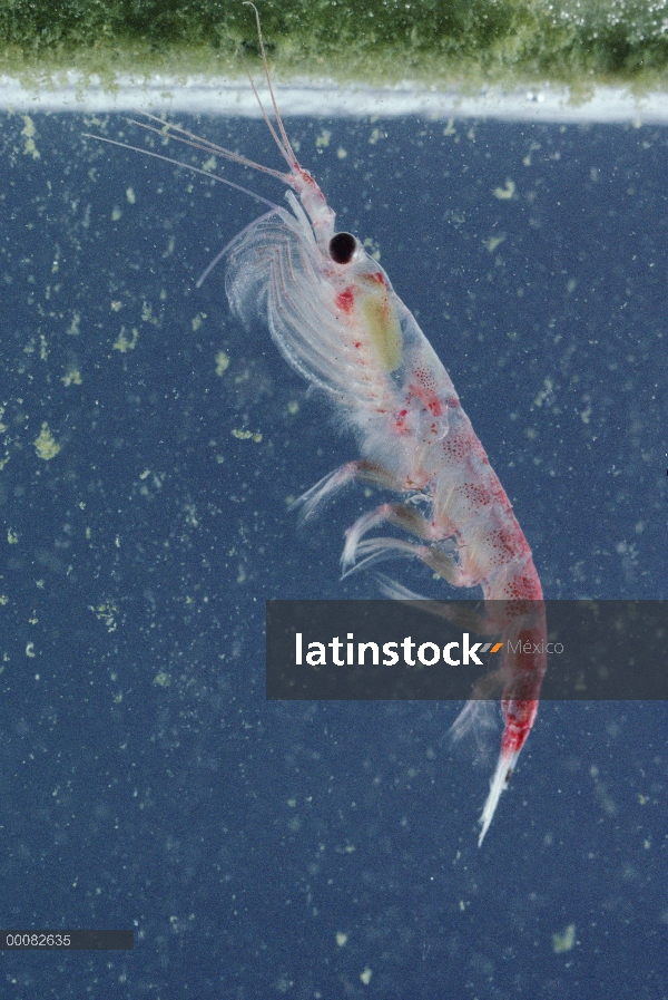 Krill antártico (Euphausia superba) alimentándose de algas cubierto de hielo, un pequeño crustáceo c