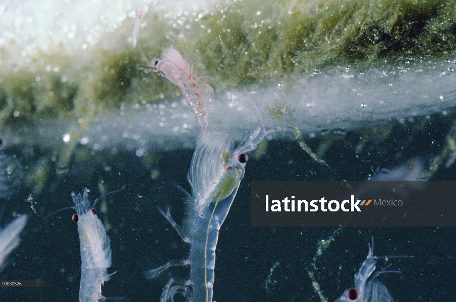 Krill antártico (Euphausia superba) alimentándose de algas cubierto de hielo, un pequeño crustáceo c