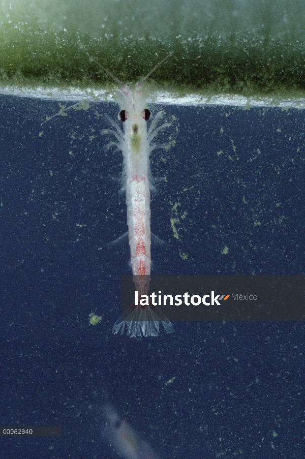 Krill antártico (Euphausia superba) alimentándose de algas cubierto de hielo, un pequeño crustáceo c