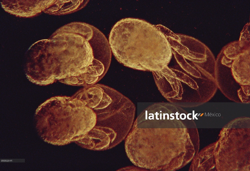 Huevos de Krill antártico (Euphausia superba), primer plano, Antártida