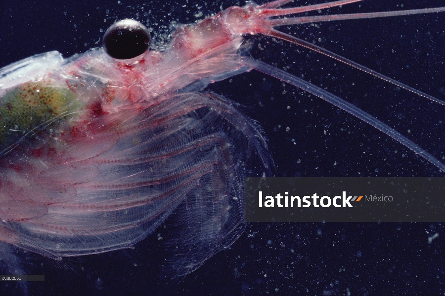 Krill antártico (Euphausia superba) es de un pequeño crustáceo camarón-como el zooplancton más impor