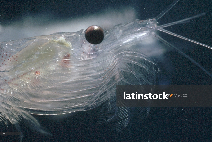 Krill antártico (Euphausia superba) es de un pequeño crustáceo camarón-como el zooplancton más impor