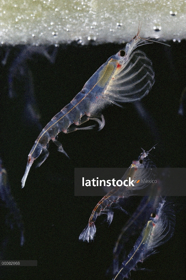 Krill antártico (Euphausia superba) alimentándose de hielo cubierto de algas, Antártida