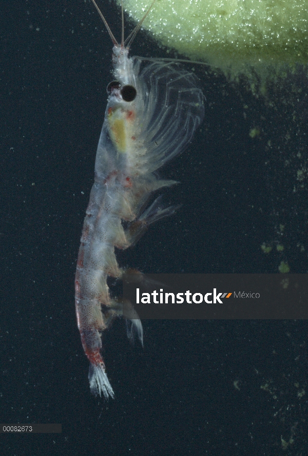 Krill antártico (Euphausia superba) alimentándose de algas cubierto de hielo, un pequeño crustáceo c