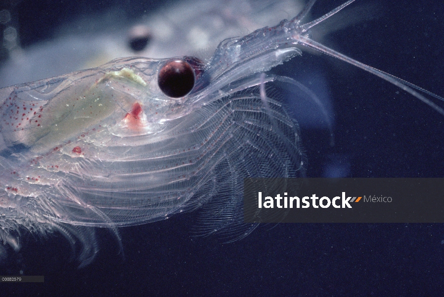 Krill antártico (Euphausia superba) es de un pequeño crustáceo camarón-como el zooplancton más impor