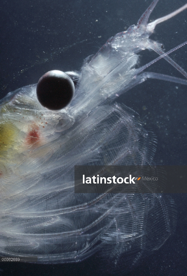 Krill antártico (Euphausia superba) es de un pequeño crustáceo camarón-como el zooplancton más impor