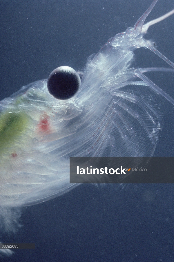 Krill antártico (Euphausia superba) es de un pequeño crustáceo camarón-como el zooplancton más impor