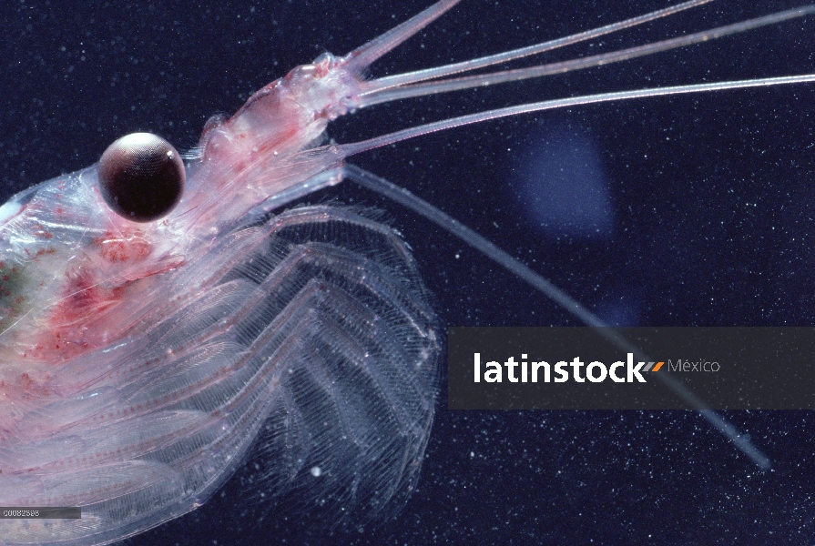 Krill antártico (Euphausia superba) es de un pequeño crustáceo camarón-como el zooplancton más impor