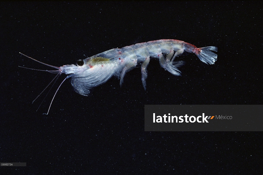 Krill antártico (Euphausia superba) un pequeño crustáceo camarón-como crítico a la cadena alimentici