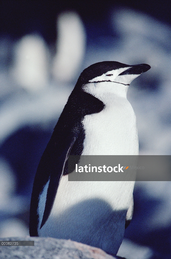 Retrato de barbijo pingüino (Antártida de Pygoscelis), Antártida