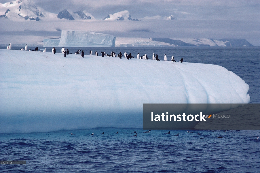 Grupo de pingüino (Antártida de Pygoscelis) carrillera sobre iceberg, Península de Palmer, Antártida