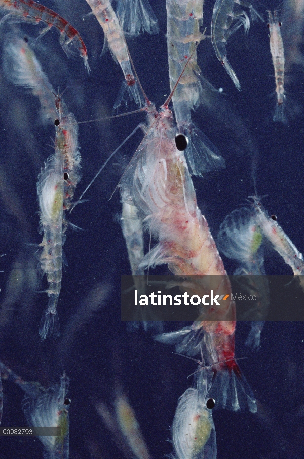 Grupo de Krill antártico (Euphausia superba), un pequeño crustáceo camarón-como es el zooplancton má