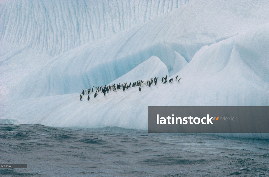 Grupo de pingüino (Antártida de Pygoscelis) carrillera sobre iceberg, Península de Palmer, Antártida