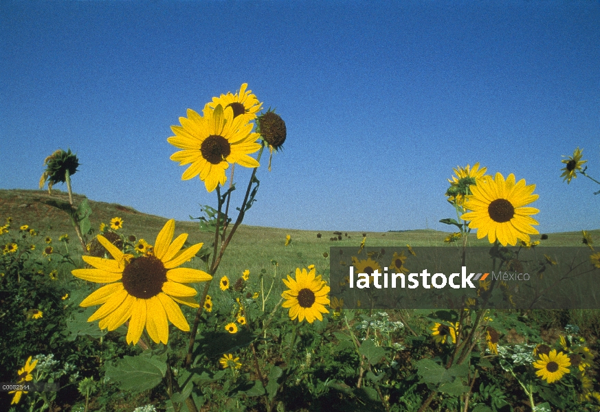 Girasol (Helianthus petiolaris) estrechamente relacionados con el girasol común, Dakota del sur