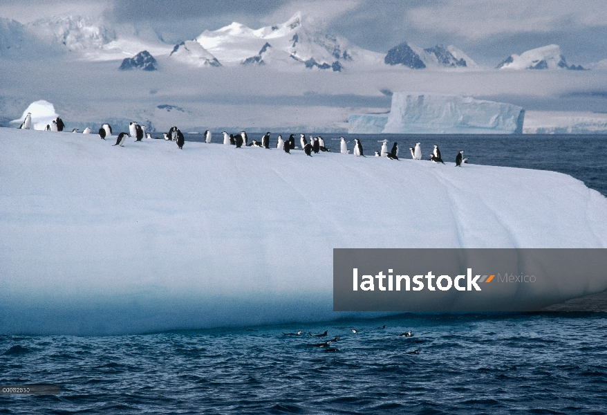 Grupo de pingüino (Antártida de Pygoscelis) carrillera sobre iceberg, Península de Palmer, Antártida