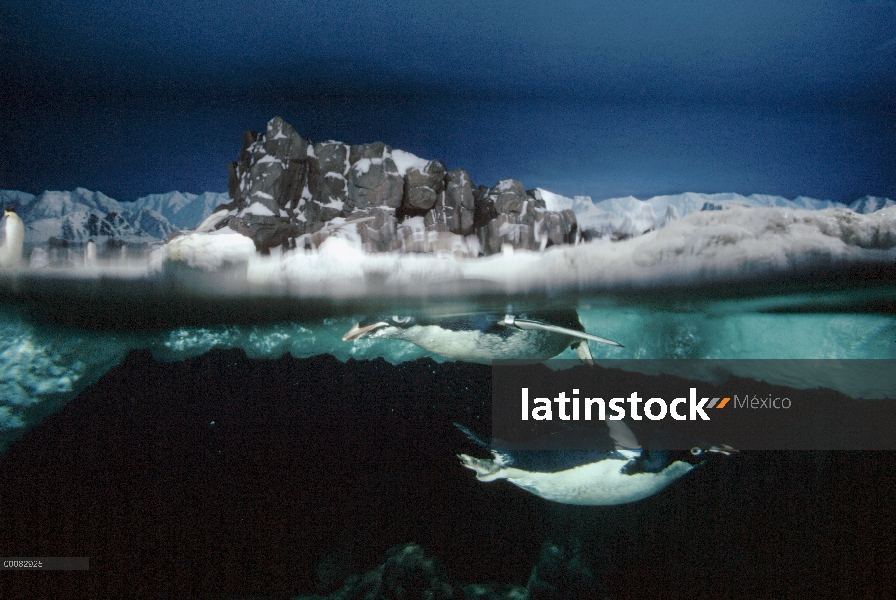 Pingüino de Adelia (Pygoscelis adeliae) par nadar bajo el agua en la exposición zoo, América del nor