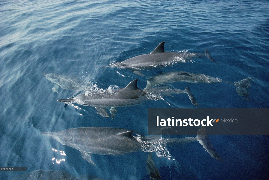 Vaina de delfines (Stenella longirostris) Spinner superficie