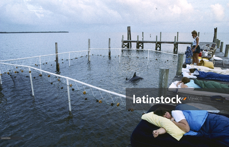 Captura de delfín mular (Tursiops truncatus) en Bahía de Tampa con asistentes de EarthWatch durmiend