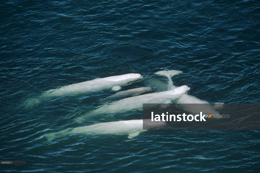 La ballena beluga (Delphinapterus leucas), grupo, sonido de Lancaster, Nunavut, Canadá