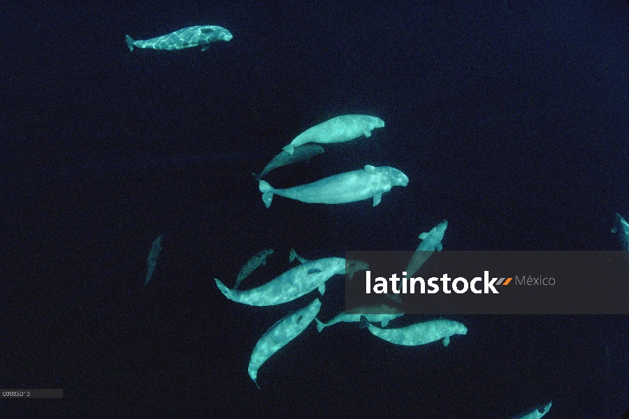 Ballenas de la beluga (Delphinapterus leucas) a 200 pies de profundidad, Lancaster Sound, Nunavut, C