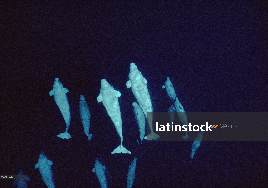 Pod curioso Beluga (Delphinapterus leucas) a 200 pies de profundidad, Lancaster Sound, Nunavut, Cana