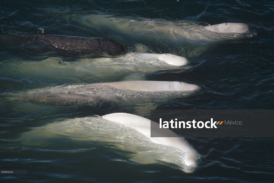 Ballena Beluga (Delphinapterus leucas), grupo de emergencia, Lancaster Sound, Nunavut, Canadá